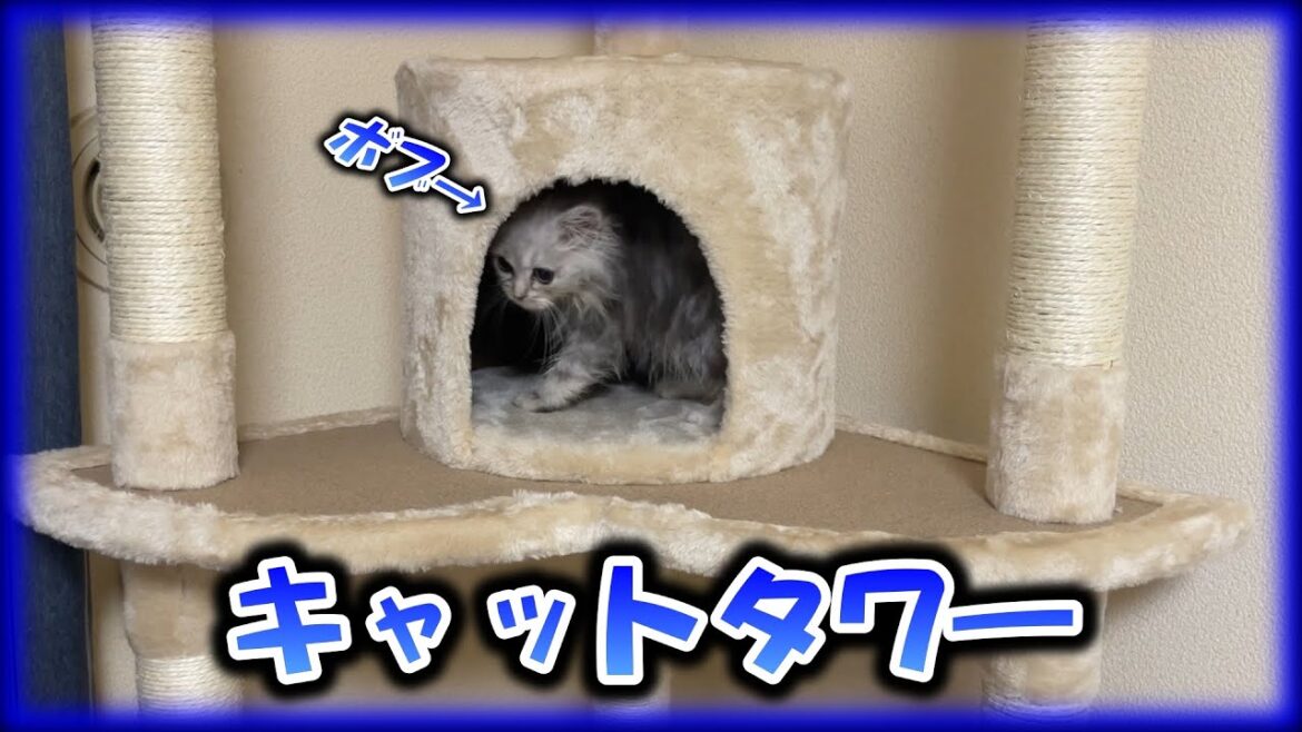 【子猫】キャットタワー購入したけどまだ早かった子猫【マンチカン】
