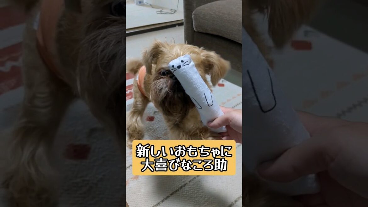【ぶさかわ犬】新しいおもちゃが嬉しくて喜びの舞を踊っちゃう犬🐶#shorts #犬