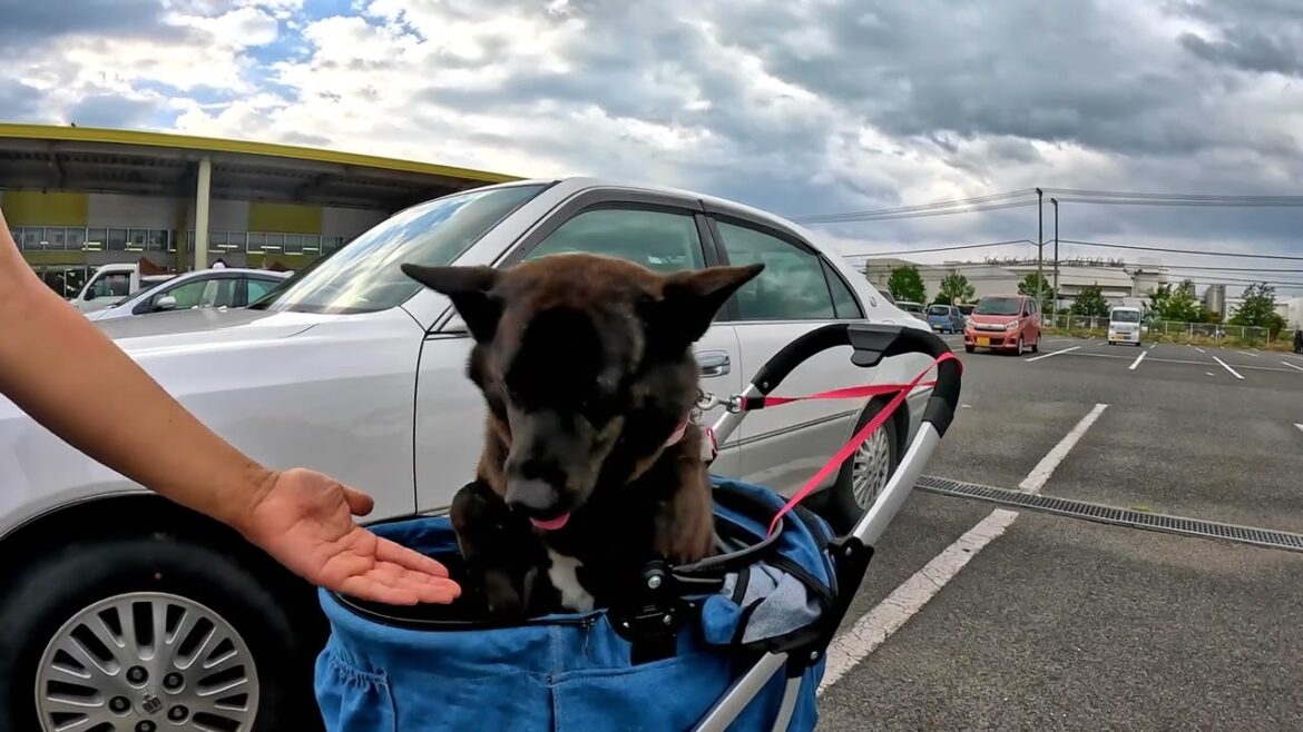 バギーに乗っても-　甲斐犬いち