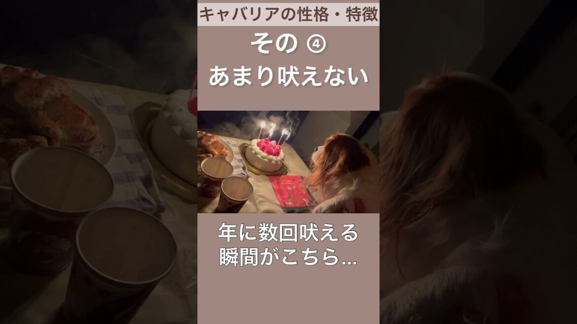 【キャバリア】性格・特徴その④ #shorts