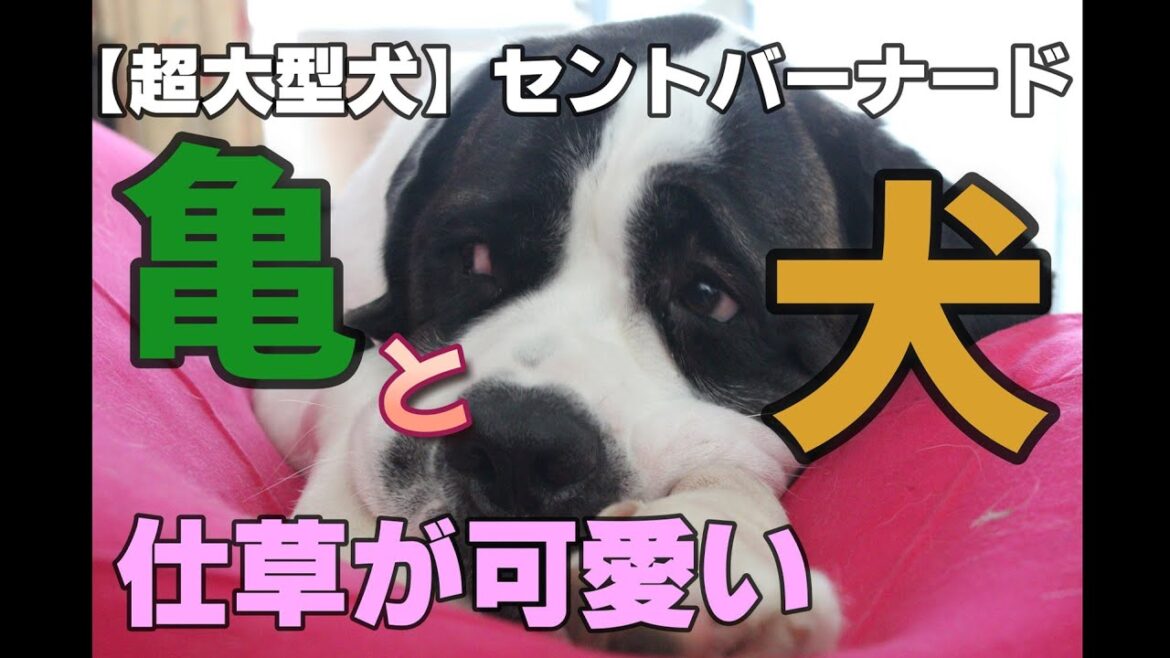【超大型犬】亀のショウキチとご対面★セントバーナードNANAの仕草がかわいい★５８回目★