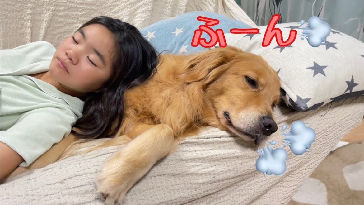 特大鼻息で眠れないアピールを繰り返す大型犬クッキー【ゴールデンレトリバーとミニチュアダックスフンド】