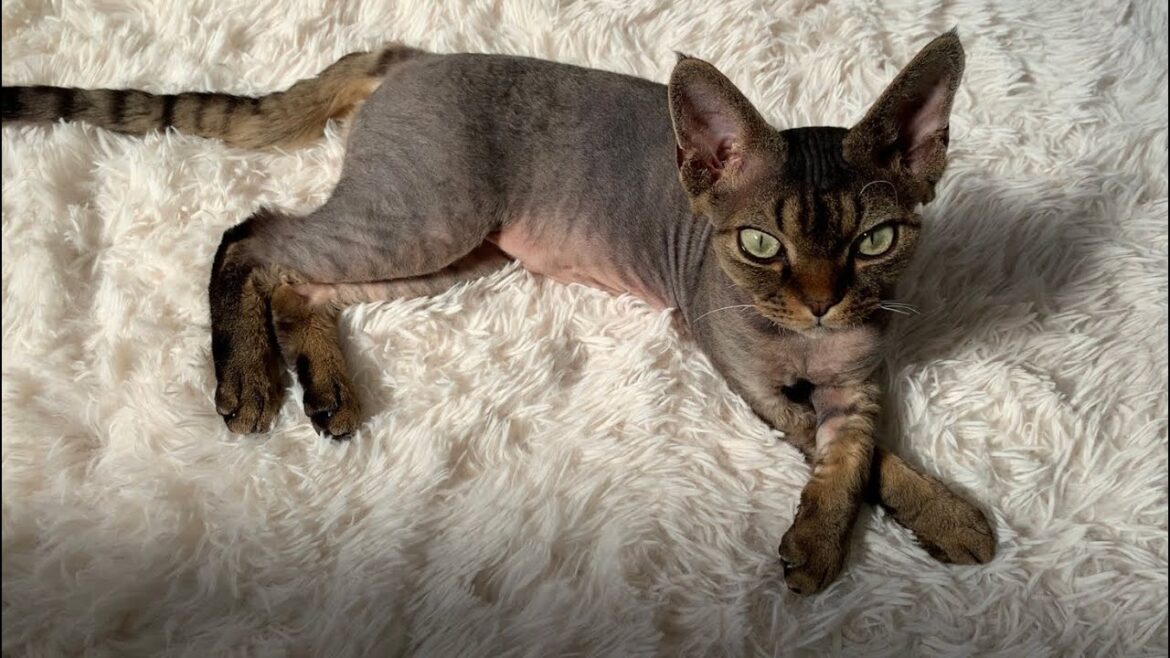 デボンレックス子猫をなでなでしたら甘噛みされました(Devon Rex kitten bites my fingers gently while he is lying on a carpet) デボンレックス子猫をなでなでしたら甘噛みされました(Devon Rex kitten bites my fingers gently while he is lying on a carpet)