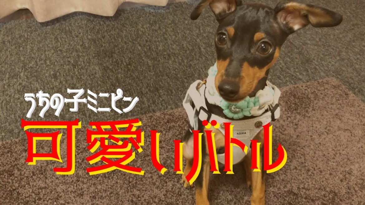 【ミニピン】ユニくん力ついてきたなぁ
