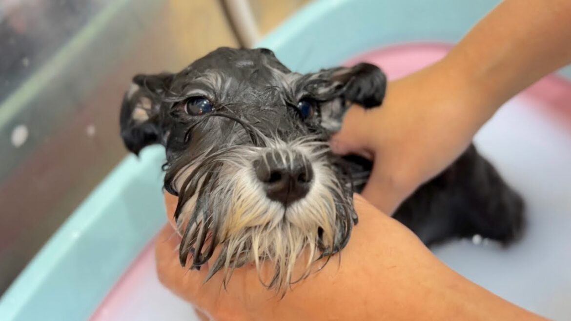 トリミングを猛特訓中の看板犬のミニチュアシュナウザー✂︎(ラスティちゃん) トリミングを猛特訓中の看板犬のミニチュアシュナウザー✂︎(ラスティちゃん)