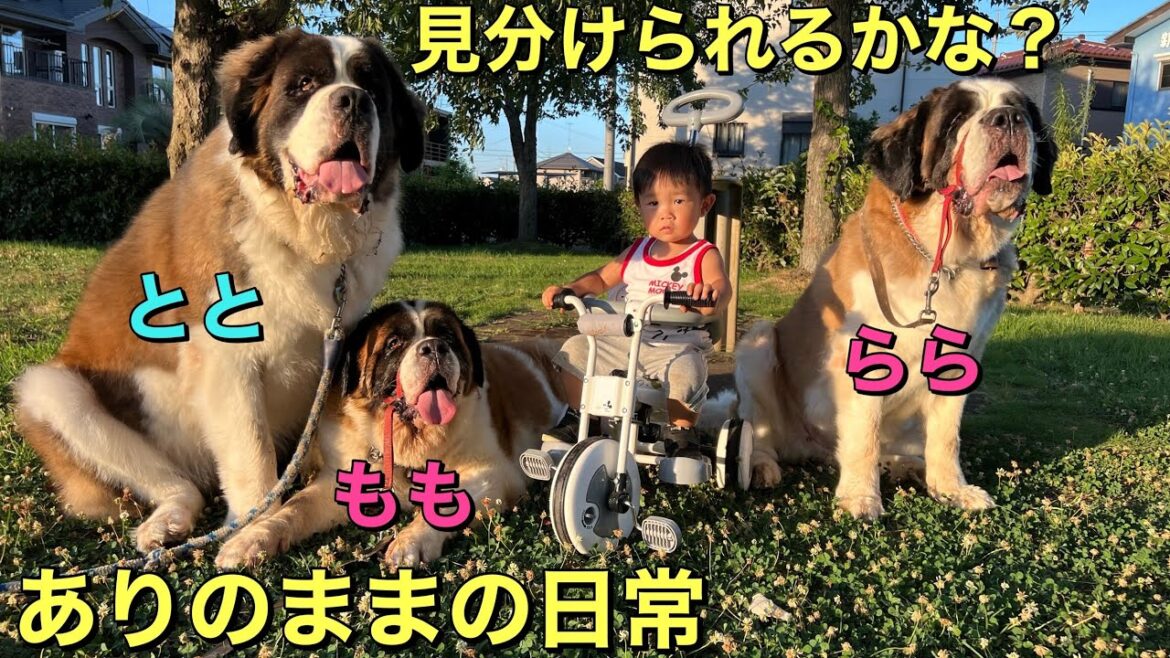 【セントバーナード】もも・とと・ららを見分けられるかな？ありのままの日常のノーカット編
