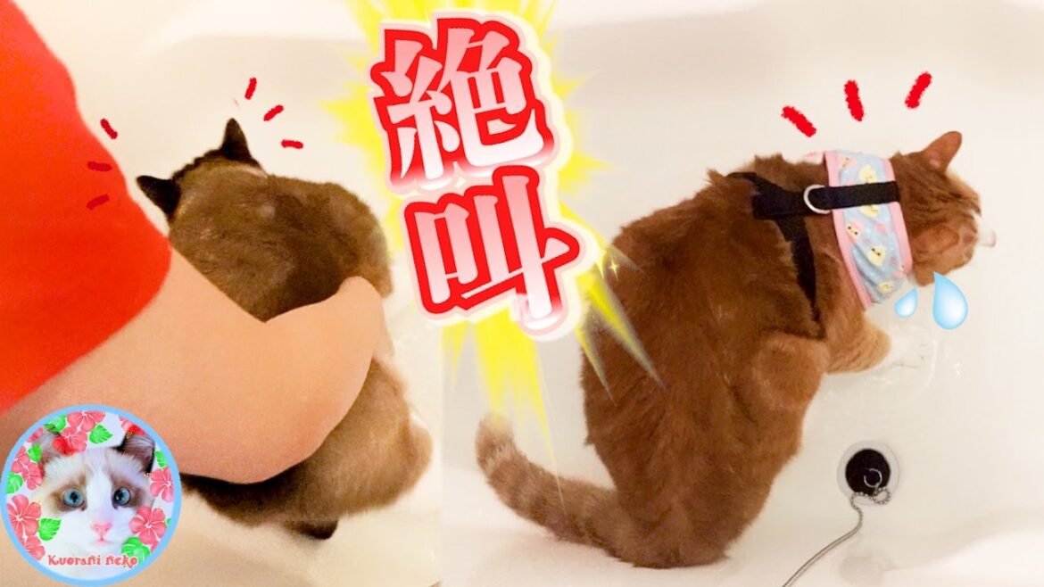 初めて湯船に入れられた猫たちはこうなりました Cats in a bathtub 初めて湯船に入れられた猫たちはこうなりました Cats in a bathtub