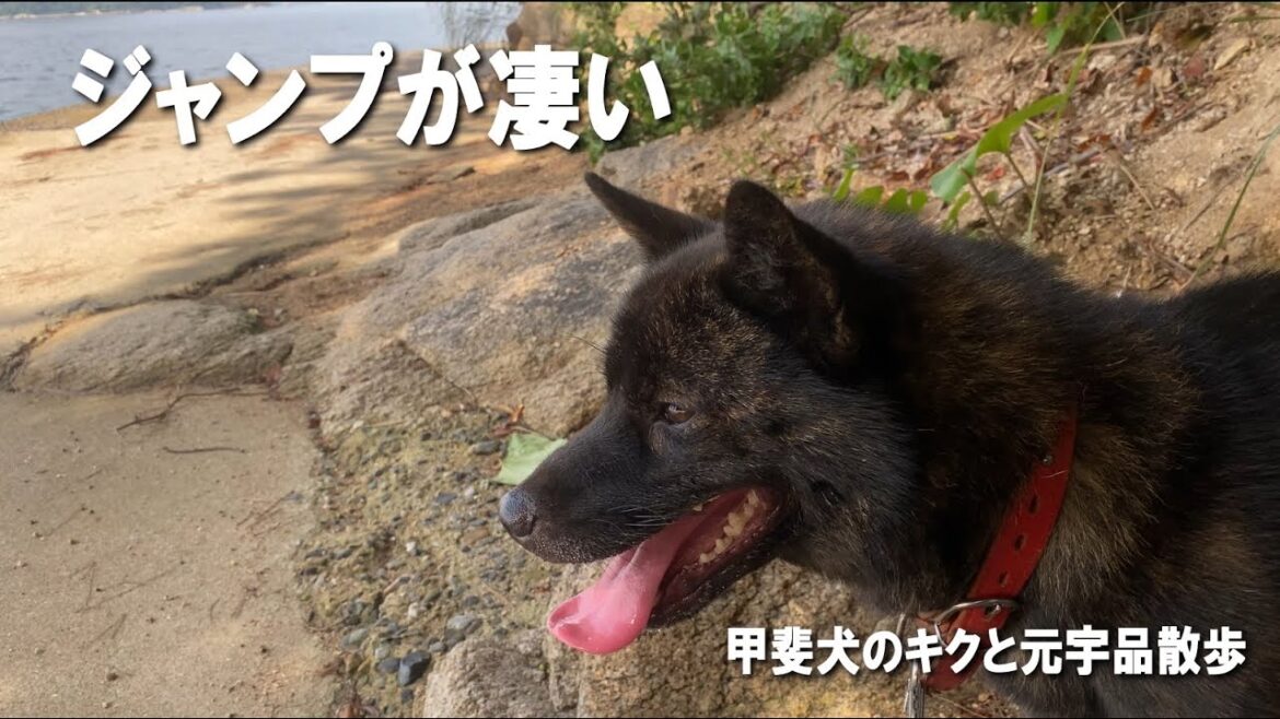 甲斐犬のキクと元宇品散歩