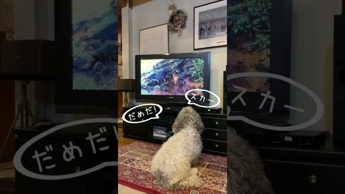 【テレビを見る犬】Lion Kingライオンキングを理解して悪役スカー🦁に吠える犬
