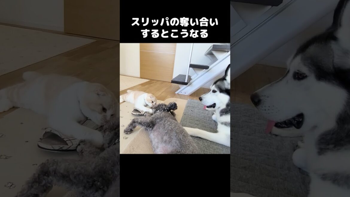 猫と犬がスリッパの取り合いするとこうなる...笑 #犬と猫