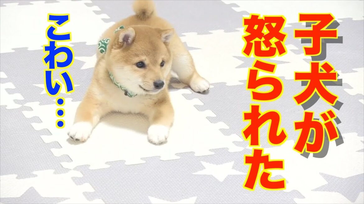 調子に乗った子犬が、初めて兄柴に怒られた日・・・
