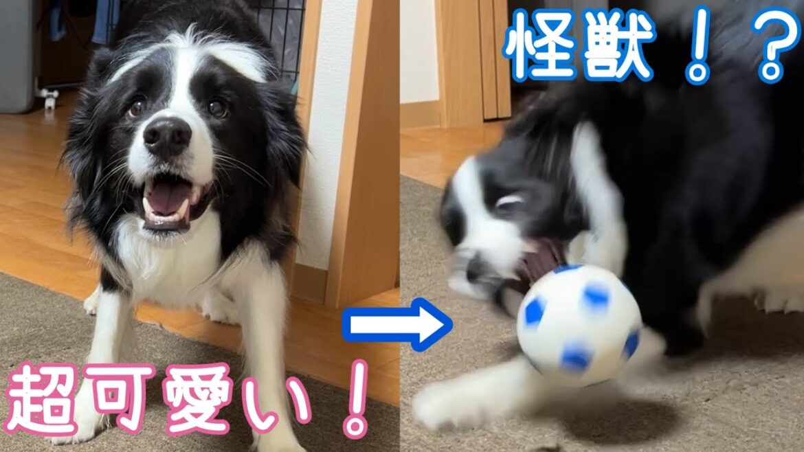 サッカーボールでボーダーコリーの血が騒ぐ！暑い日は家の中で遊びまくり！