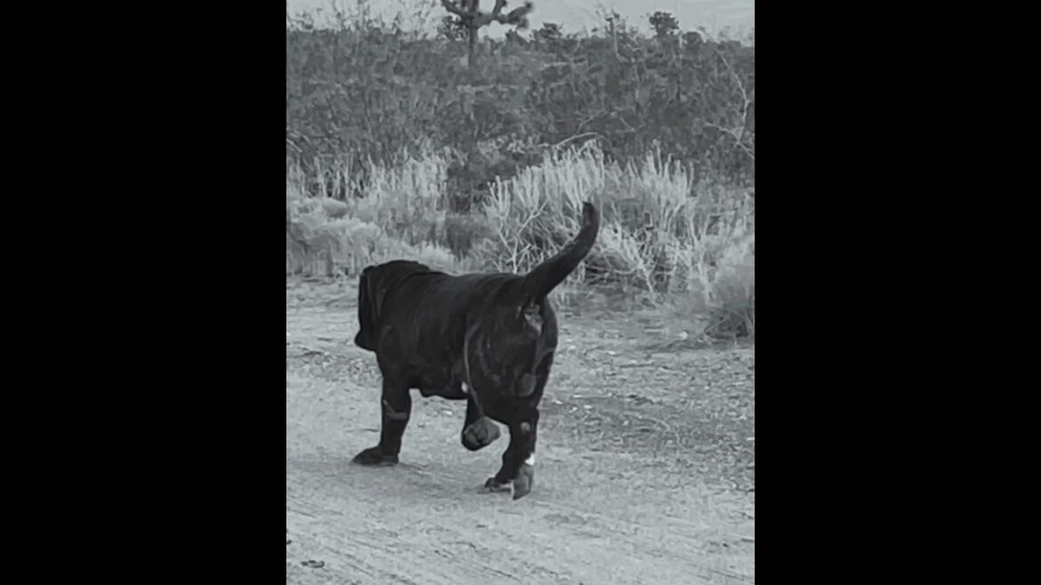 Beast Neapolitan Mastiff