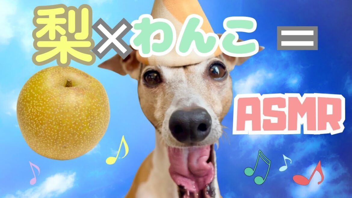 梨と犬のASMR【関西弁でしゃべるイタグレ ことぶき】