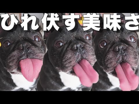 とうもろこしの美味さに舌鼓の犬、思わずひれ伏す とうもろこしの美味さに舌鼓の犬、思わずひれ伏す