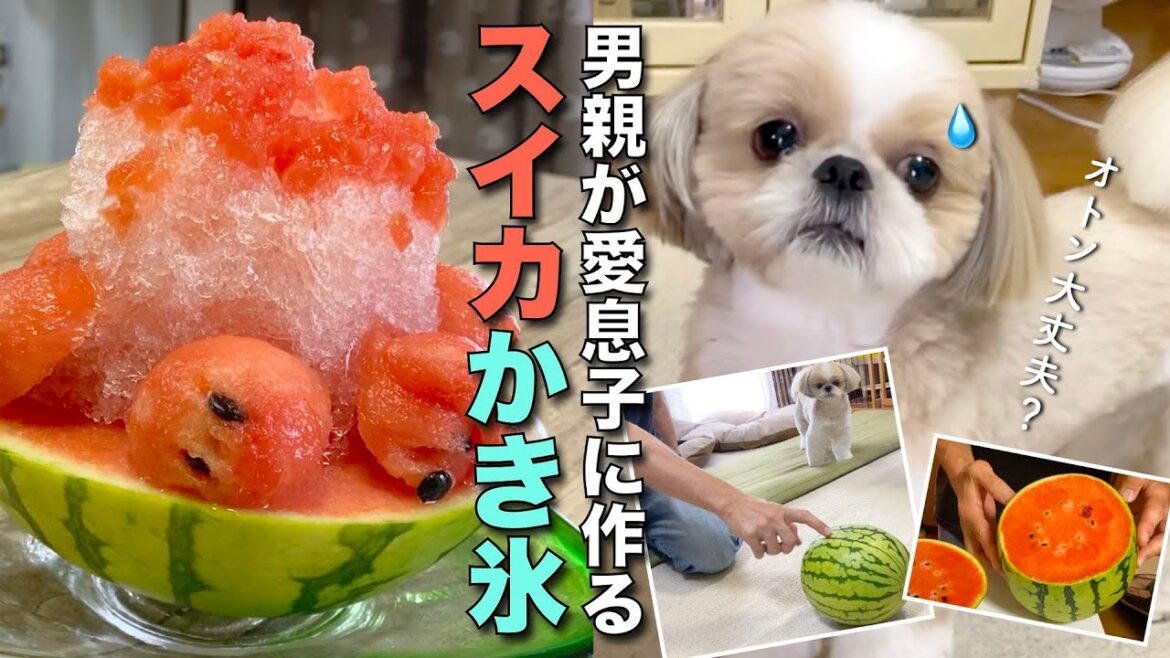 【シーズー】めったに台所に立たんオトンが、愛息子のためにスイカかき氷をがんばって作った結果！www【274】