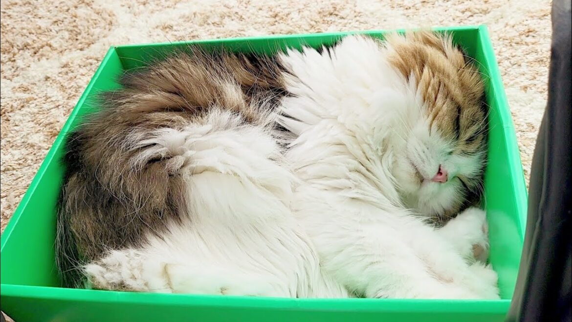 お気に入りの箱を見つけた猫たちが可愛すぎた