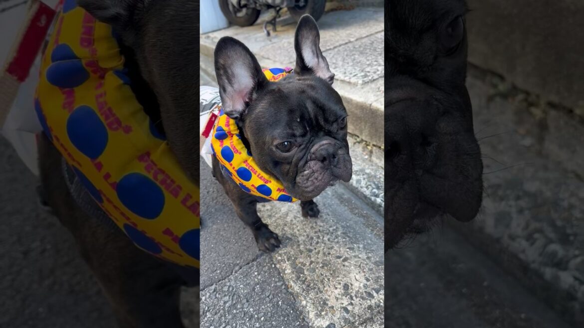 【フレンチブルドッグ】今朝のパトロール#shorts #frenchie #frenchbulldog #フレブル