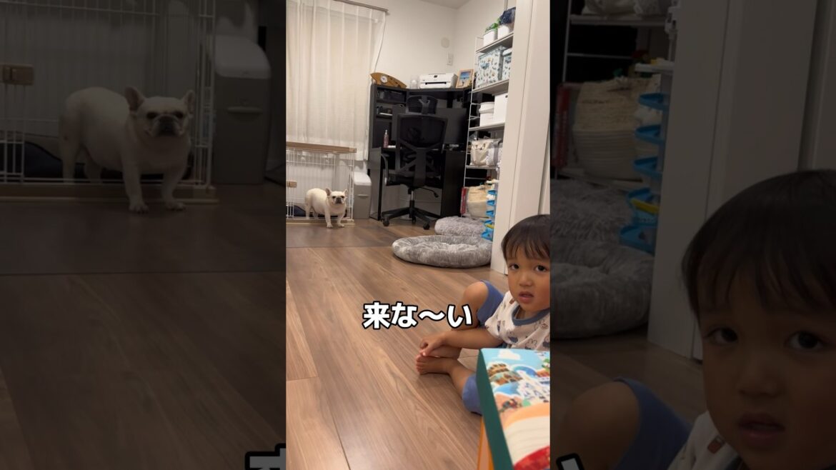 3歳児が愛犬に絶望して号泣…子供嫌いの元保護犬と3歳児 #shorts #フレンチブルドッグ #保護犬