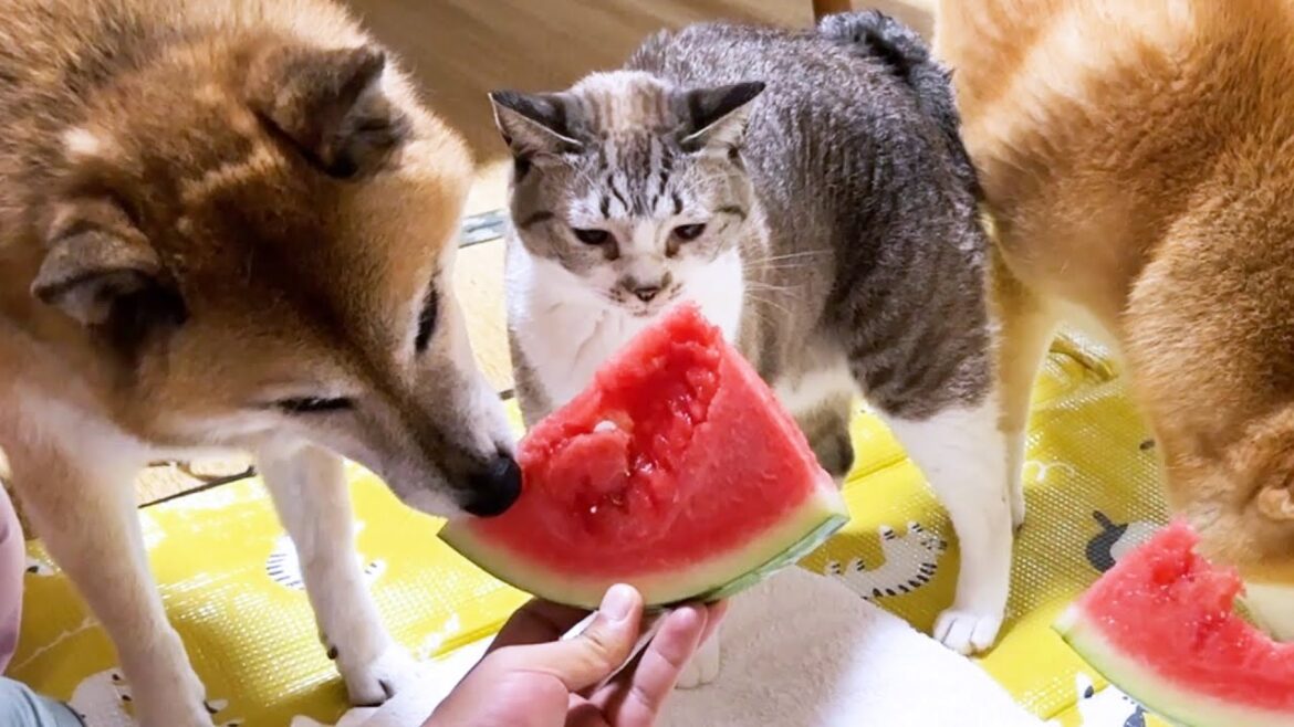 【犬猫にスイカをプレゼント】柴犬は夢中でかぶりつき、猫は離れなくなりました笑