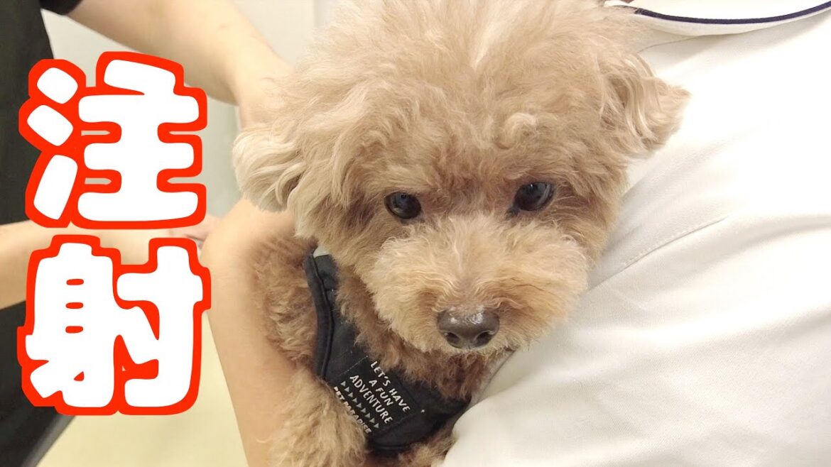 愛犬に病院行くよと言ったらまさかの行動に出られました…