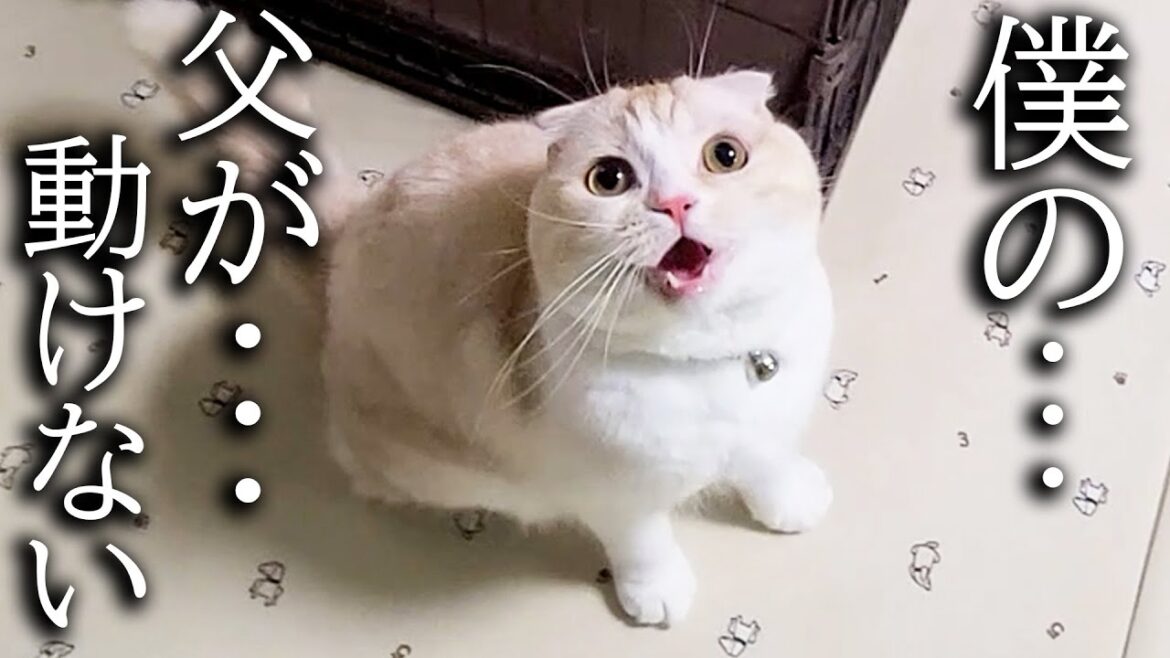 突然の落雷に猫がニャーニャー大騒ぎしてるのでついて行くと犬が...