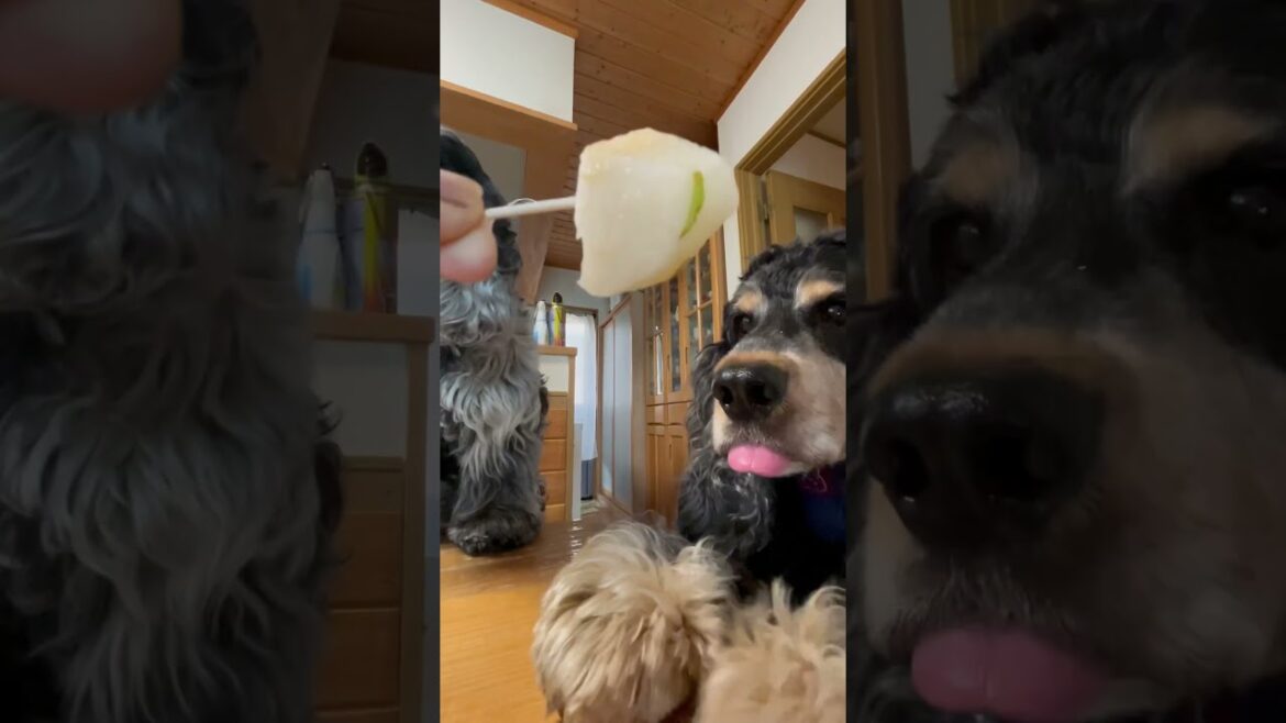 20世紀梨🐶🐶🍐😋👍🏻