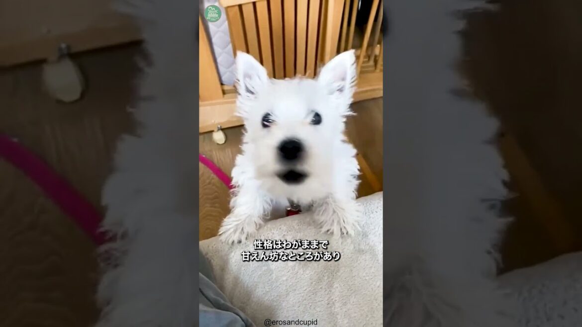 ウエストハイランドホワイトテリア🐶次の動画のリクエストをコメントで教えて！ #shorts