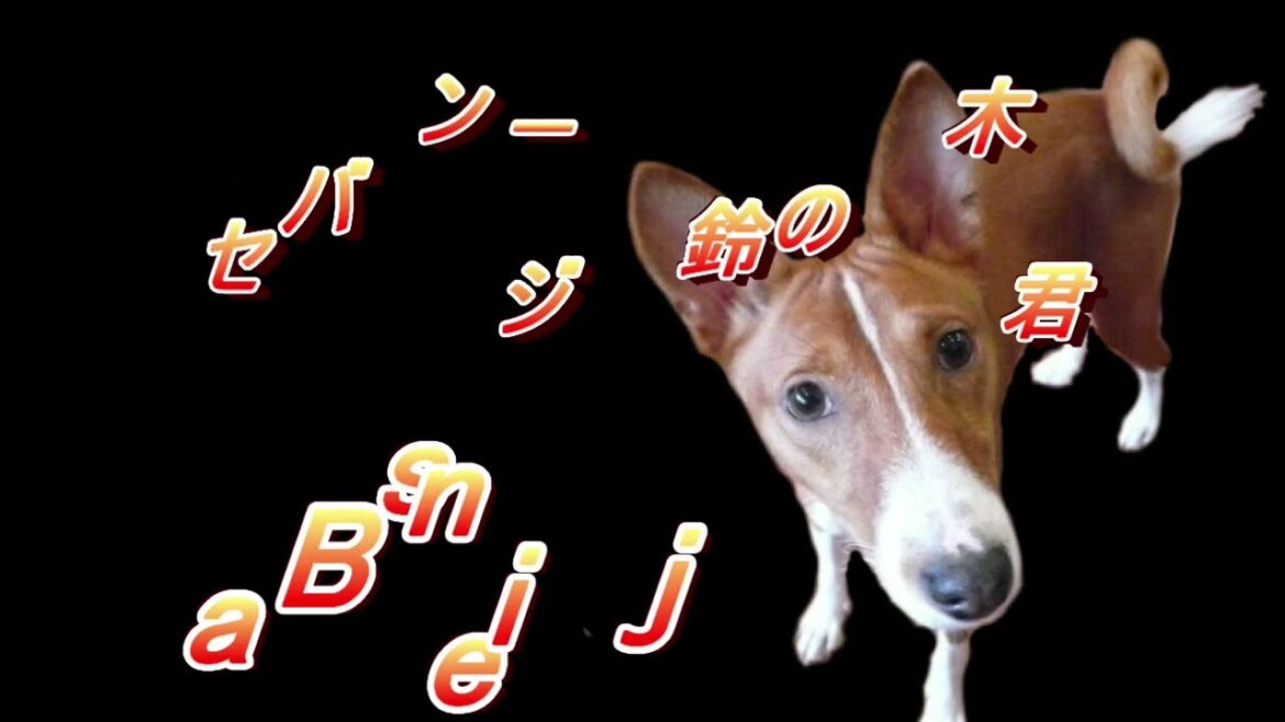 スーさんことバセンジーの鈴木君の手抜きな出来事