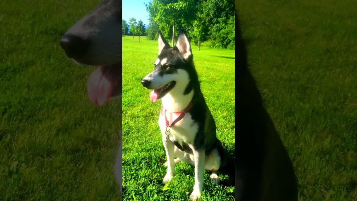 Sit Down Comedian pt.8 #shorts