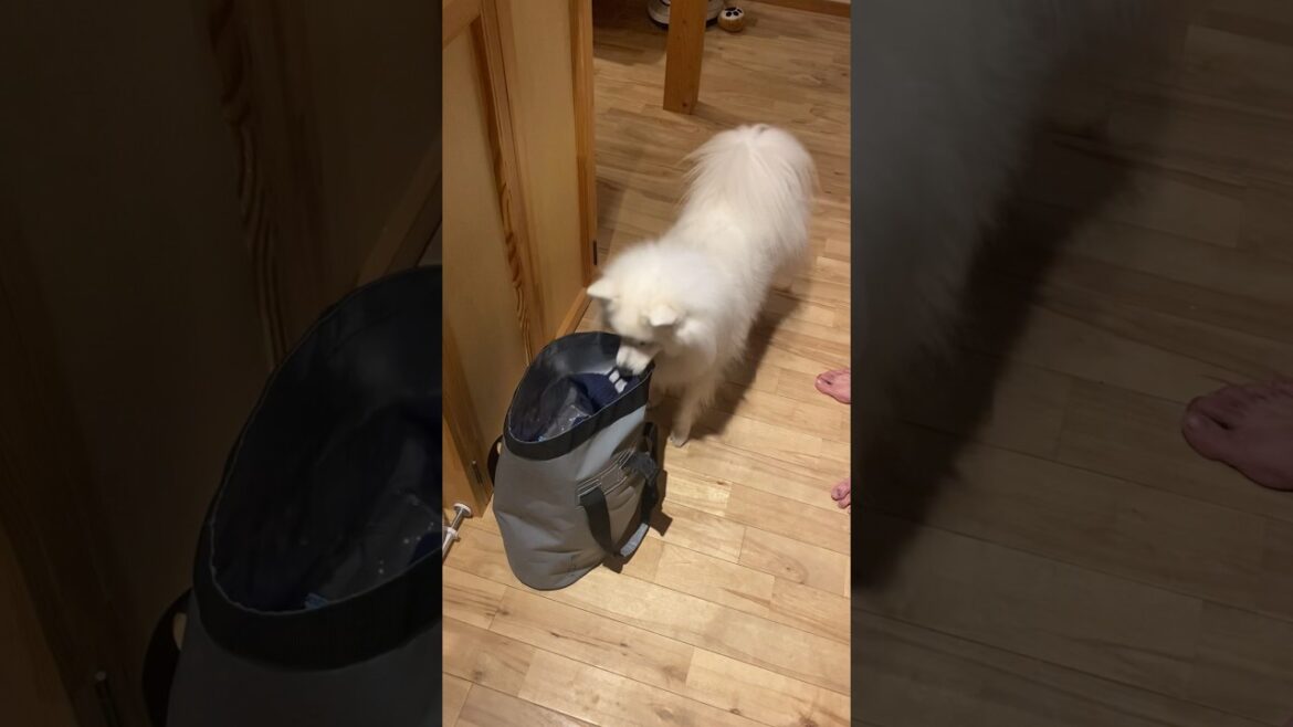 器用に臭い靴下をピックアップするスピッツ犬　#日本スピッツ #japanesespitz #shorts