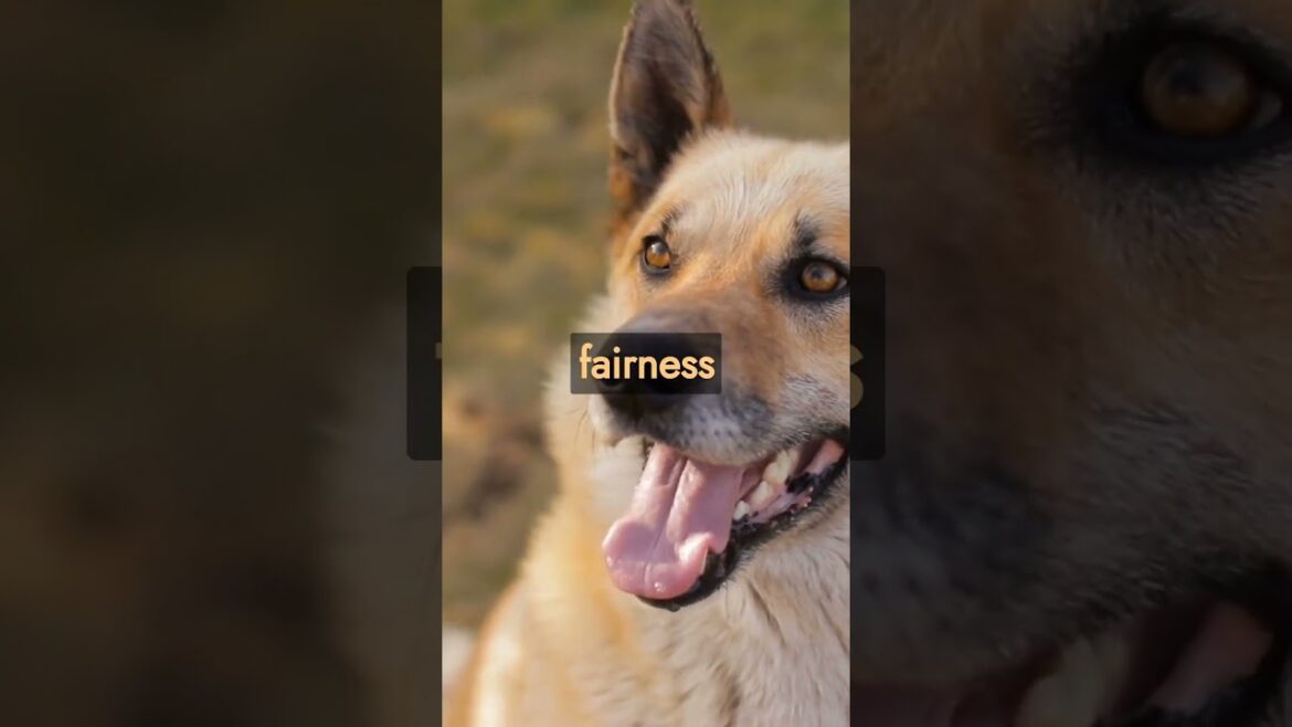 Dog Fact!