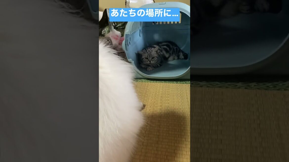 どうしよう💦😢【日本スピッツじゃむ】