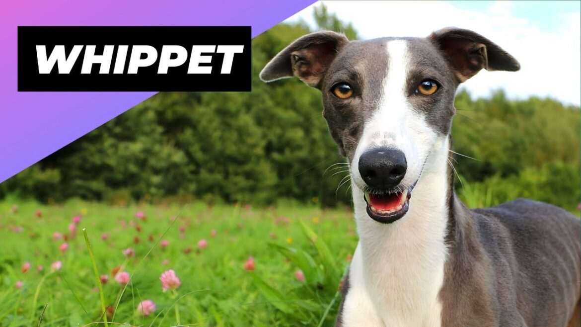 Whippet – A Great Choice for First-Time Dog Owners #shorts Whippet - A Great Choice for First-Time Dog Owners #shorts