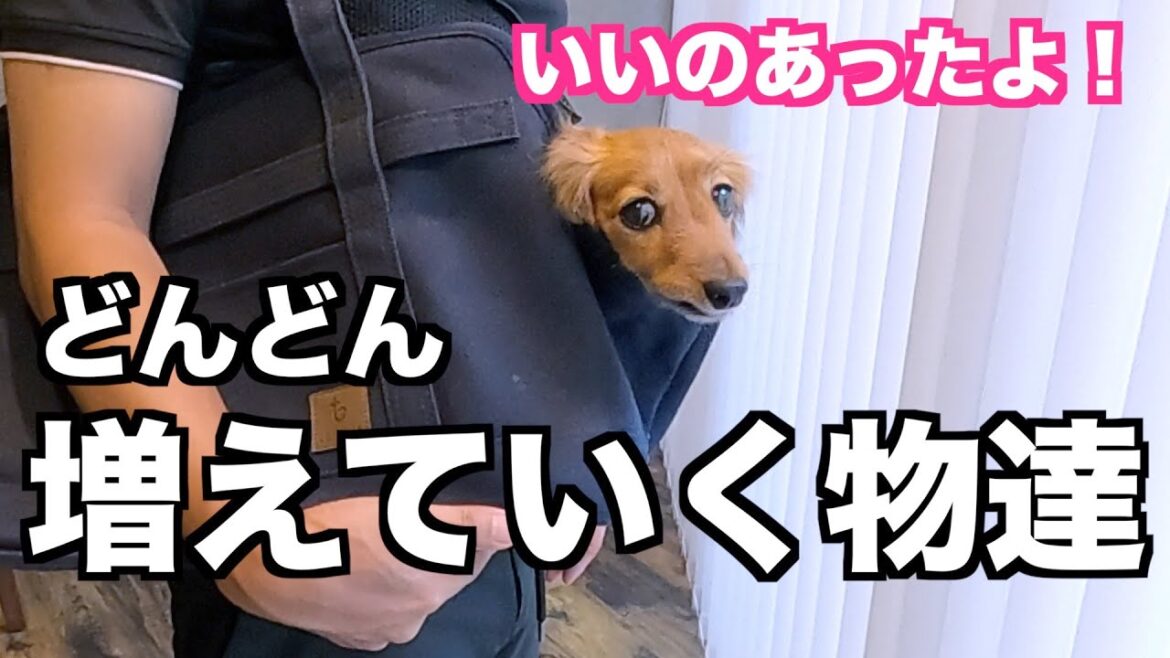 【たくさん】ずっと探していた物が見つかりました【カニンヘンダックスえびすの日常】