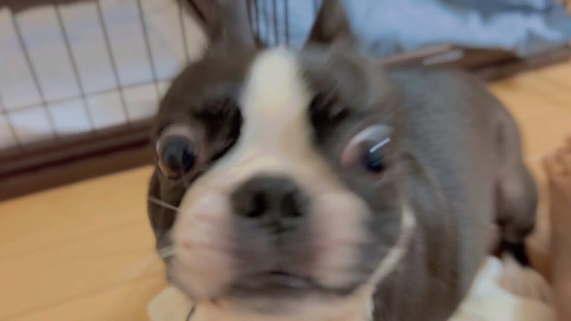 カメラを近づけるとこんな顔になる犬【ボストンテリア】戯れ/入水/食事/犬