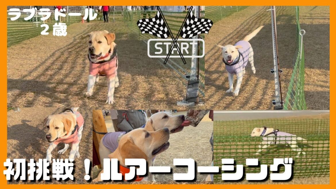 【ラブラドールレトリーバー】ルアーコーシングに初挑戦！大型犬２歳兄弟でイベント参加してみた！