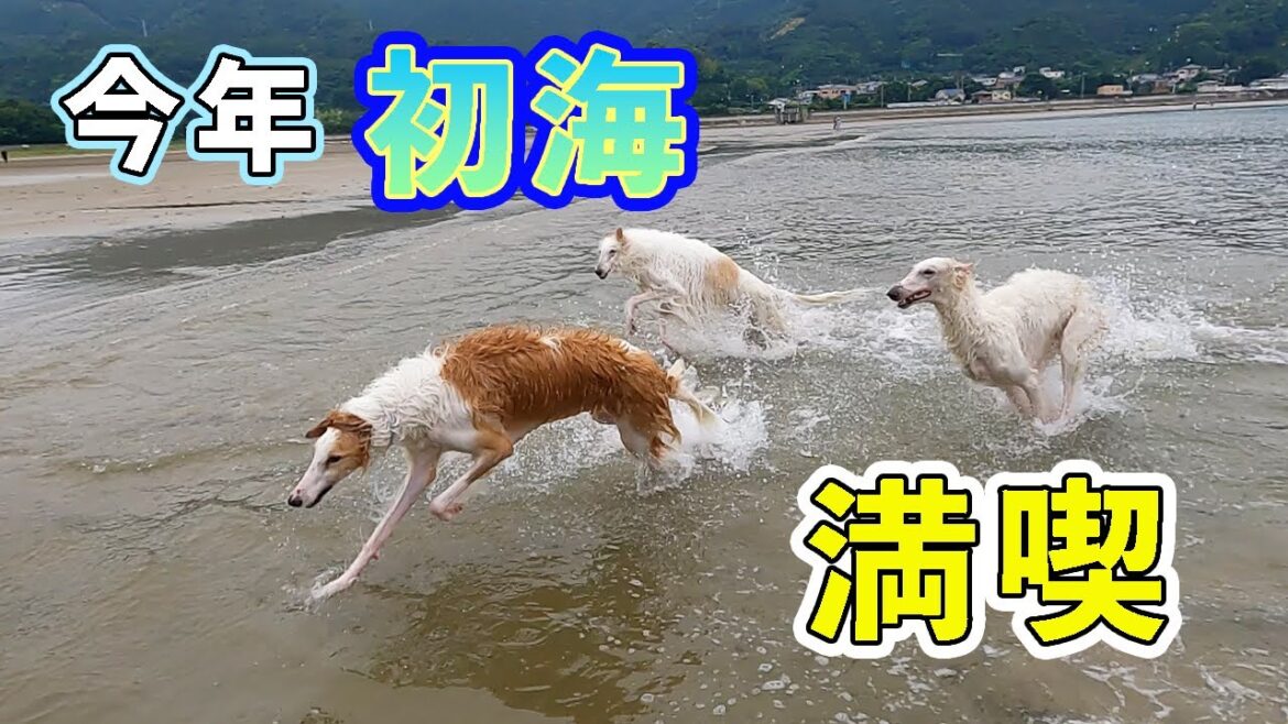 大型犬ボルゾイたちの今年初めての海！みんな大はしゃぎで走りまくり【犬の海水浴】