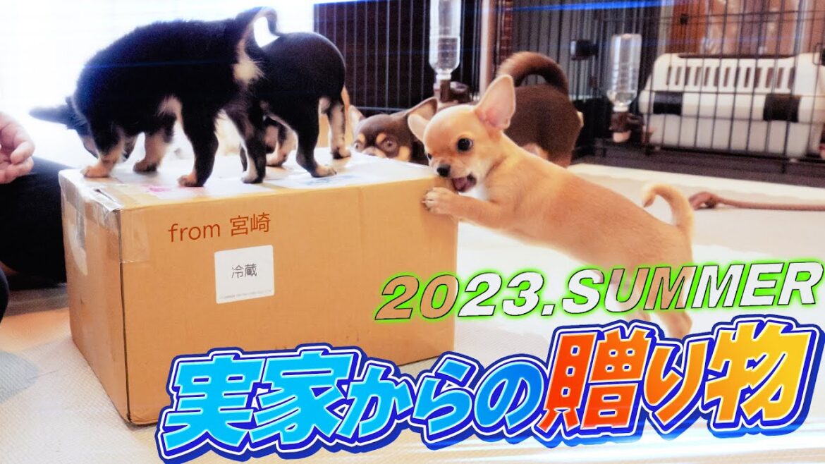 夏だ！チワワだ！マンゴーだッ！
