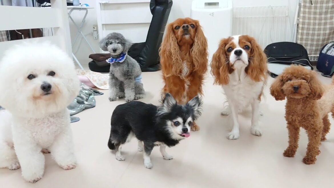 キャバリア兄弟と愉快な仲間たちの夏休み　🐶ひみつきちなう！②🐶  2023年8月13日