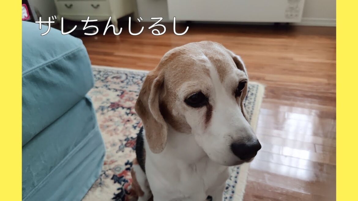 【絶対必要！】犬がリラックスするための大切な道具３選