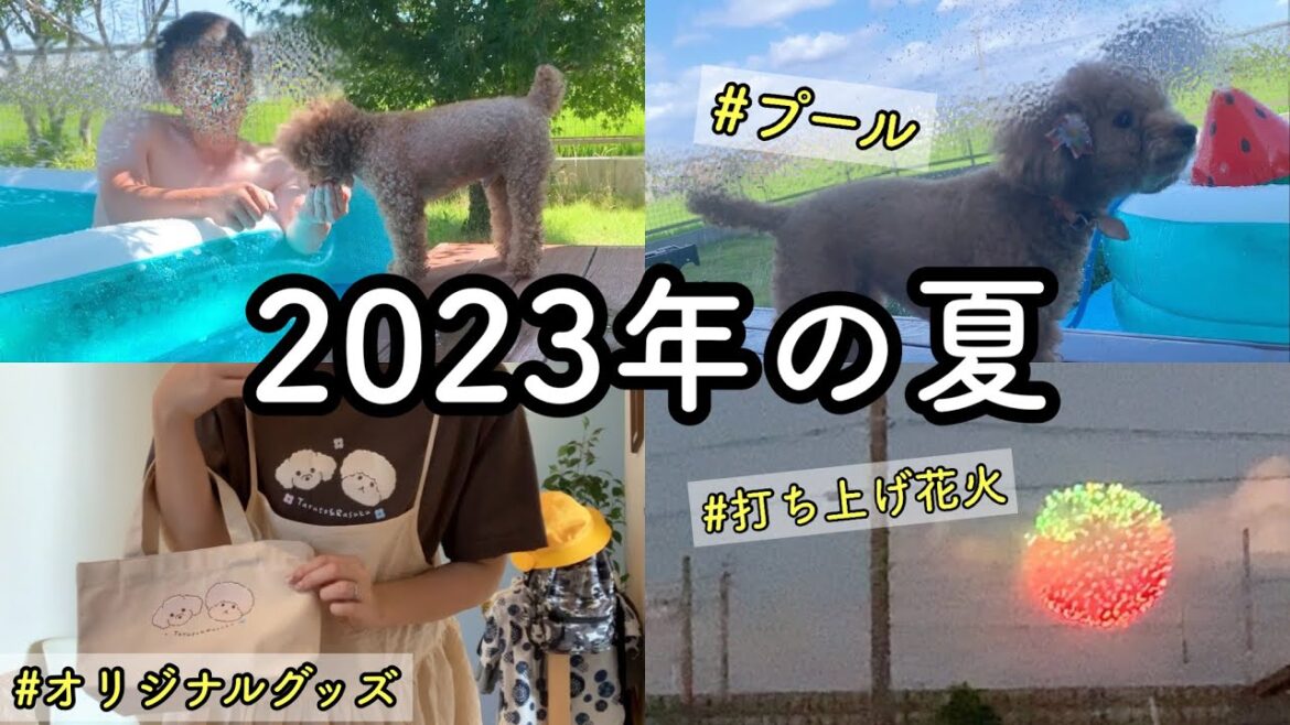 今年の夏はプールに花火☀️🏊🎆わんこ2匹と発達障がい児の夏😃トイプードルのTaruto＆Rasuku