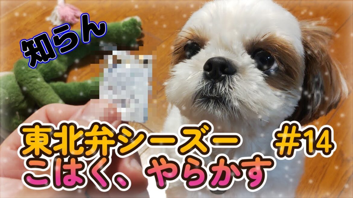 【東北弁シーズー】＃14　こはくがやらかしたので、事情聴取とその場で裁判しました。