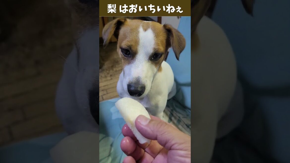 【2023 初ナシ】梨はおいちいねの巻　#ジャックラッセルテリア🐶 #shorts