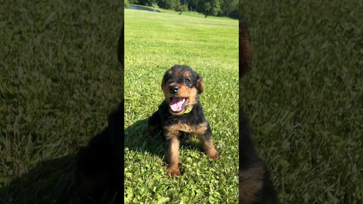 Stella’s Lime Green Male ❤️ Still Looking for a Home 👀🏠 #airedaleterriers #puppy #dog