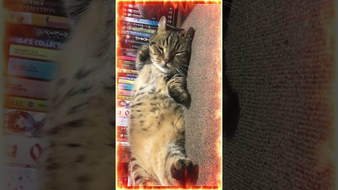 🐈