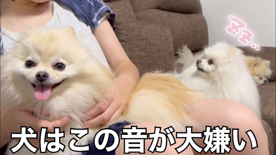 【犬が大嫌いな音】ママに何回も助けを求めるポメラニアン