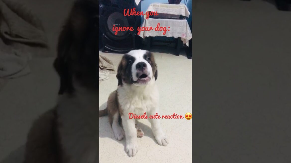 Puppy's cute reaction😍 #shorts #puppy #Trending #saint bernard