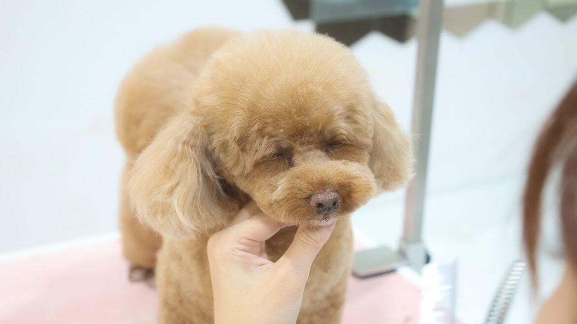 限界！トリミングが眠いトイプードルが可愛すぎる。。