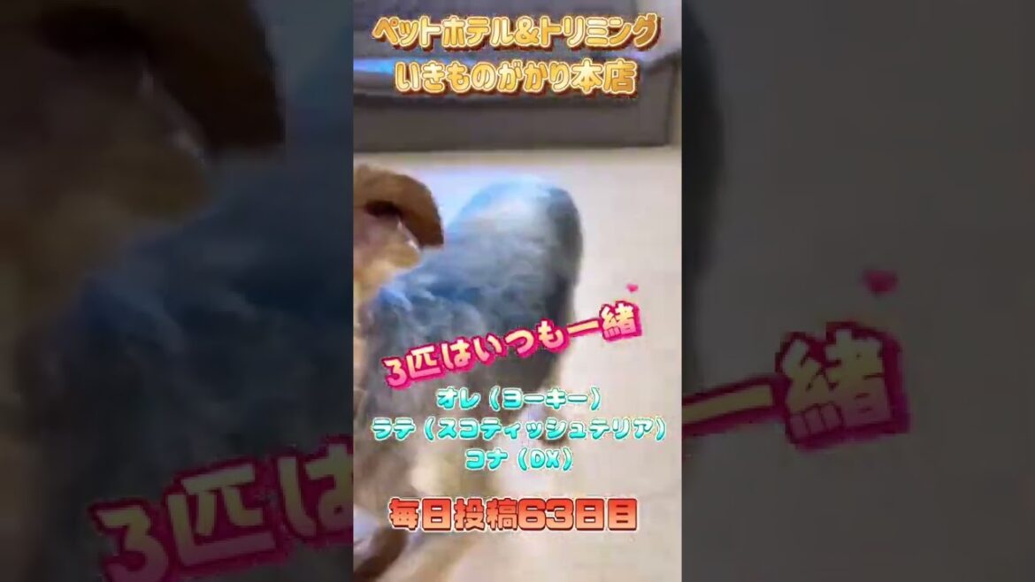 いつも一緒！①オレ（ヨーキー）ラテ（スコティッシュテリア）コナ（DX）【毎日いきものがかり本店　63日目】